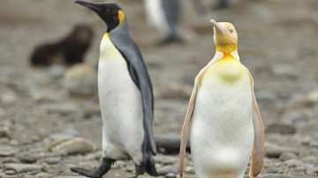 Rare yellow penguin spotted by photographer
