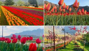 J-K's Tulip Garden to be thrown open for visitors tomorrow
