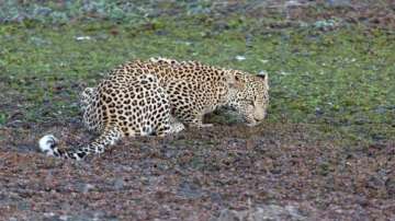 Gujarat: Minor girl killed in leopard attack in Amreli
