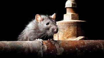 UP: Cops blame rats for disappearance of seized illicit liquor from police station
