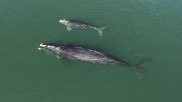 Photo provided by the Georgia Department of Natural Resources shows a North Atlantic right whale mother and calf in waters near Wassaw Island, Ga.