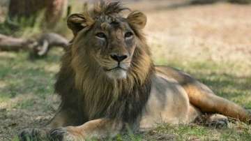 Asiatic lions in Hyderabad zoo test COVID-19 positive; samples examined by CCMB