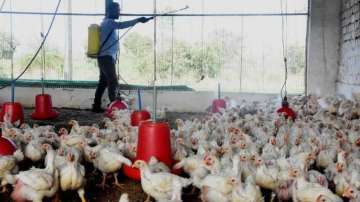 Bird flu detected at poultry farm in Punjab's Ludhiana