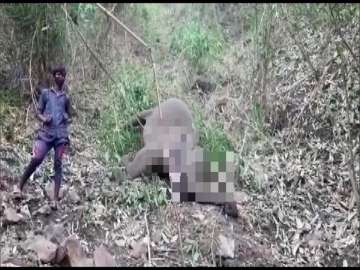 18 elephants found dead in Assam's Nagaon