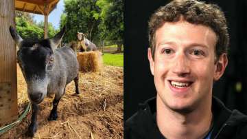 Facebook CEO Mark Zuckerberg shares pic of his goat named 'Bitcoin.' Internet explodes in meme fest
