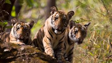 Tigress, death, tiger, four cubs, Madhya Pradesh, Panna Reserve, cubs, PTR authorities, panna, tiger