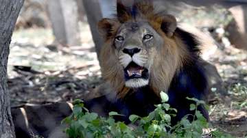 Infection, Asiatic lion, antibiotic regimen, Tamil Nadu, Chief Minister, zoo visit, coronavirus pand