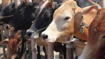 Cattle smuggling, Bangladesh, halted, south Bengal front, BSF report, Border Security Force, south B