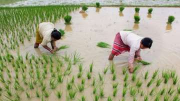 msp,msp full form,basmati rice,rabi crops, msp for paddy, what is msp, farmers protest