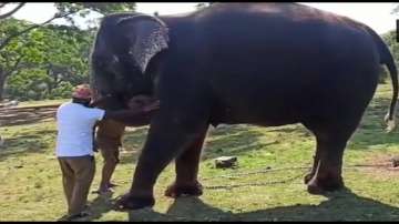 covid19, elephants, covid test, Mudumalai camp, Mudumalai Tiger Reserve, tamil nadu, elephants teste