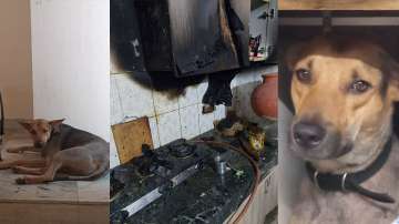 Pet dog saves family from fire in Greater Noida, raises alarm in nick of time