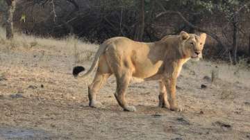 Tamil Nadu zoo, one lioness, lioness death, nine test COVID positive, Vandalur Zoo, coronavirus pand