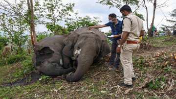 18 wild elephants, elephants killed, Assam, lightning, confirms, post-mortem report, Bamuni Hills, e