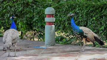 16 peacocks, peacocks dead, orchards, Uttar Pradesh, Pratapgarh, mango orchards, gooseberry orchards