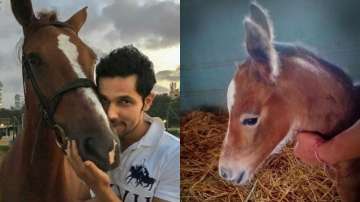 Randeep Hooda names newborn foal Hope after his mother Asha; see pics