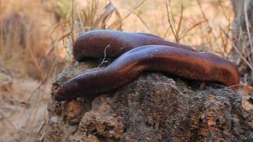 red sand boa, Forest officials, rare non-poisonous snake, medicines, cosmetics, black magic, four he