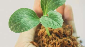 saplings, Delhi, plant, saplings, environment, environment updates