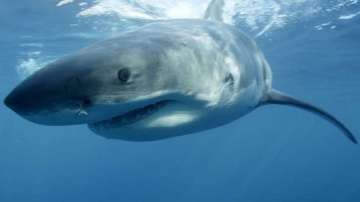 Sharks went nearly extinct 19 million years ago: Study