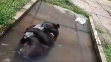 Himalayan bear playing with piece of ice to beat the heat. 