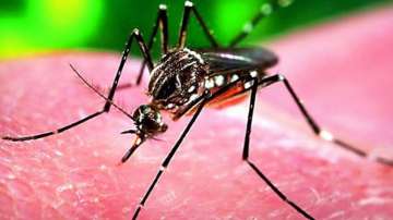 Zika virus, Zika virus latest news, Zika virus Kerala, Zika virus Kerala case toll, 