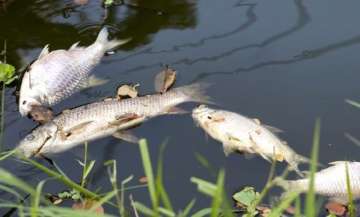 Large number of fish found dead in Berhampur pond