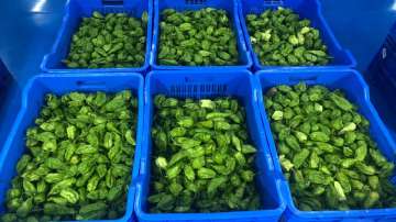 The consignment of King Chilli also considered as world’s hottest based on the Scoville Heat Units (SHUs). The consignment was sourced from Tening, part of Peren district, Nagaland and was packed at APEDA assisted packhouse at Guwahati.