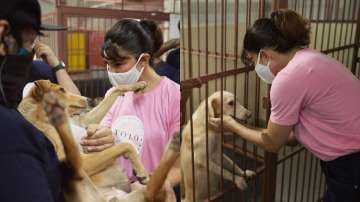 Jacqueline Fernandez's volunteers at animal shelters in Mumbai; see pics