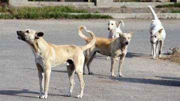 Shaktinagar Animal Care Trust, Mangaluru, Suma, miscreant, local resident, Miscreant, kills, stray d