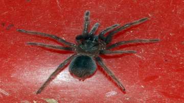 Customs seizes parcel with 107 live spiders at Chennai airport