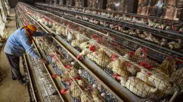 PETA, Boy dies of bird flu