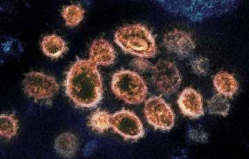 Covid virus can change shape to improve survival: Study