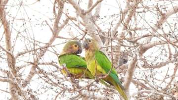 Vastu Tips: Put a picture of two green parrots in bedroom to strengthen relationship