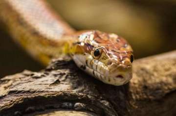Bihar: Man bites baby snake in revenge bid, dies