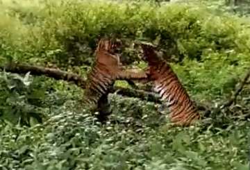 tiger fight karnataka, karnataka tiger fight, Nagarahole National Park tiger fight, tigers fight vid