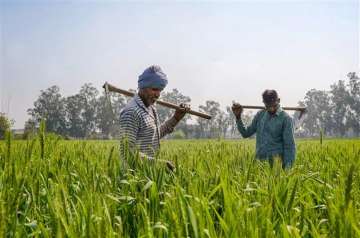 farmers complain of crop damage