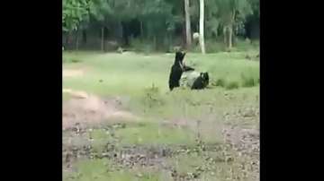 Bears seen playing football in a rare video.?