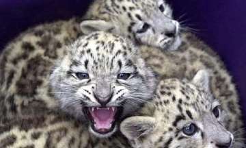 Snow leopard declared new state animal in Ladakh