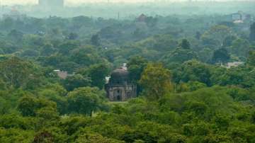 A view of trees in the vicinity of the Humayun's Tomb in New Delhi.?