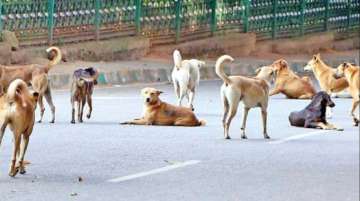 Karnataka: Over 30 stray dogs buried alive in Shivamogga village, Gram Panchayat members booked