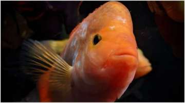 Vastu Tips: Keep THIS type of fish at home to bring happiness and prosperity 