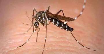 dengue, dengue cases in madhya pradesh, chief minister Shivraj singh chouhan