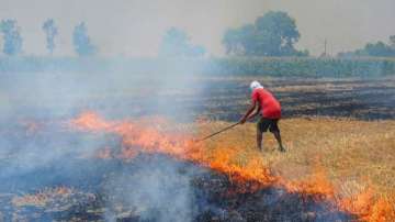 CAQM asked Delhi and surrounding states to "refine and update" their action plan to tackle the problem of stubble burning. (Representational image)