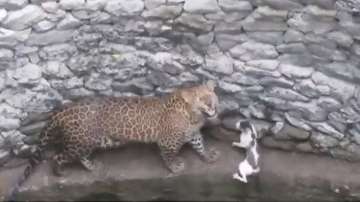 Cat Leopard Faceoff, Cat Leopard Faceoff Video, Nashik Maharashtra Cat Leopard Faceoff, Cat Leopard 