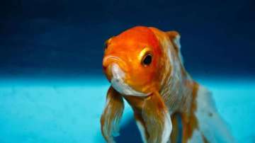 Vastu Tips: Keeping goldfish in THIS direction of the house increases good luck