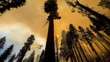 California wildfire, wildfire, thousands trees, trees to be removed, latest international news updat