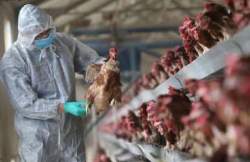 china, bird flu, bird flu in china