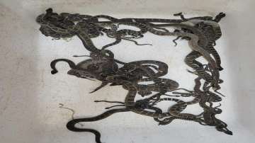 Ninety snakes, snakes found in california, Northern California, snakes found in home, latest interna