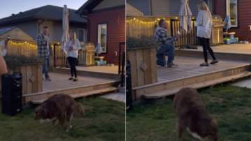 Video of man proposing to his girlfriend goes viral. Their dog's 'potty break' takes the limelight