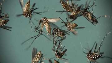 Uttar Pradesh, Zika virus cases, Lucknow, latest news updates, zika virus new cases, zika virus news
