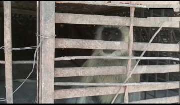 Revenge saga! Monkeys throw 250 dogs off building after puppy kills baby monkey